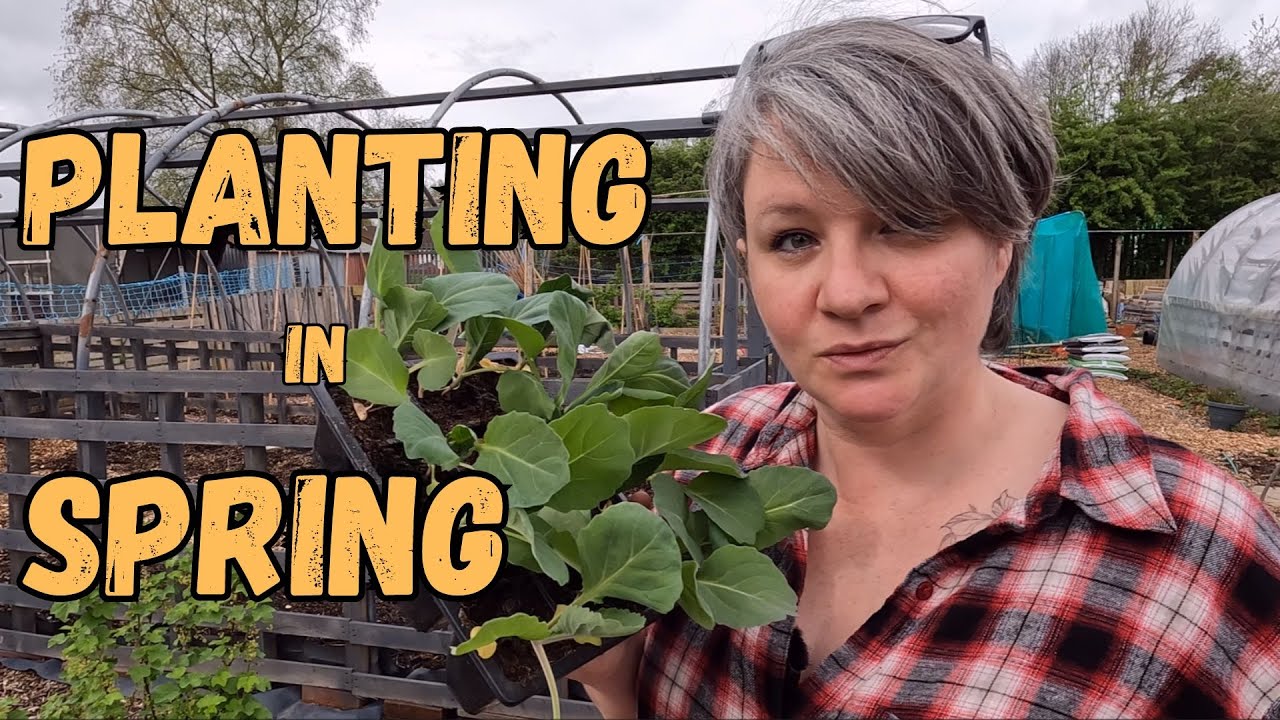 Planting Cabbage, Lettuce, Pak Choi On The Allotment In April. Spring Time