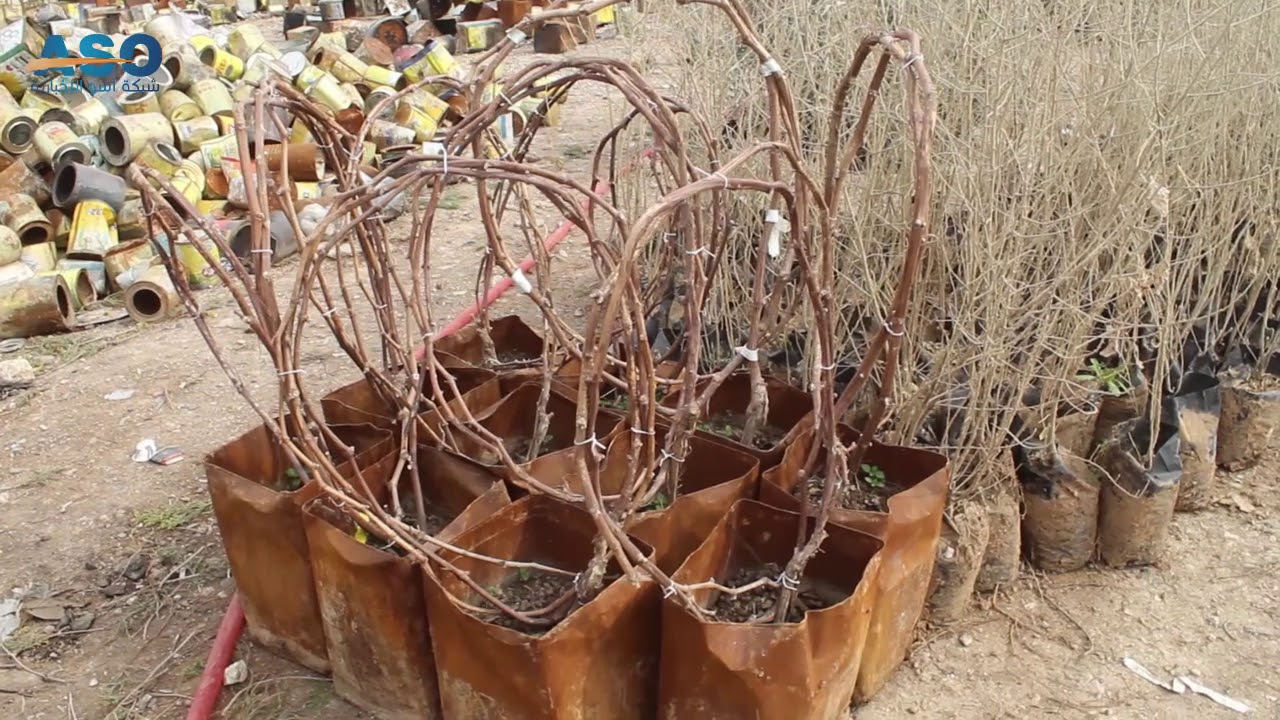مشتل الرجاء في مدينة منبج