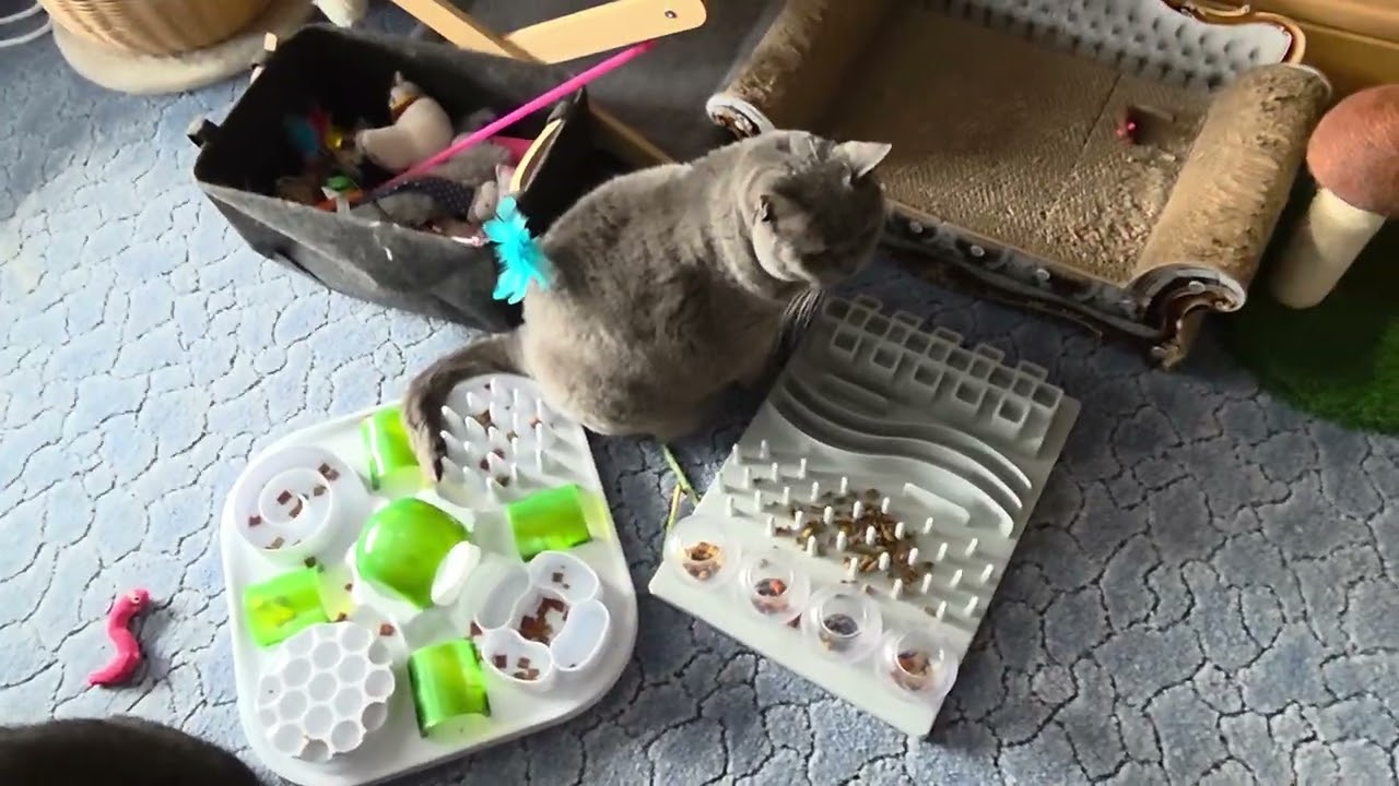 Miro sucht sich was zum spielen