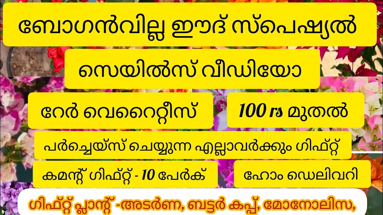 ഈദ് സ്പെഷ്യൽ ബോഗൻവില്ല സെയിൽസ് വീഡിയോ 9947117792 whatsapp 