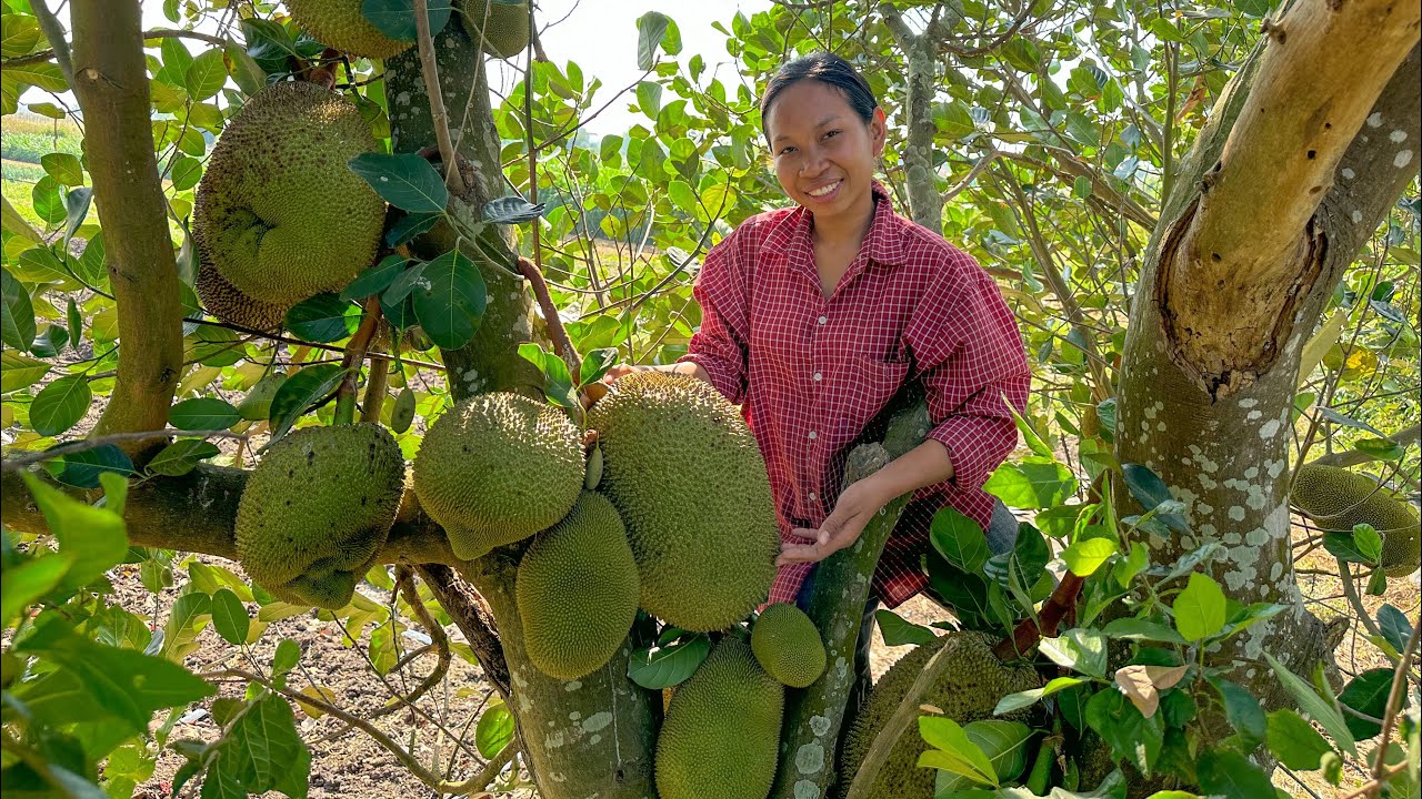 មាន់ដុតខ្នុរ ឆម ស្រីផាច - Chhom Sreypach