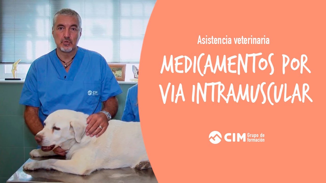 Administración de medicamentos por vía intramuscular a animales | CIM Formación