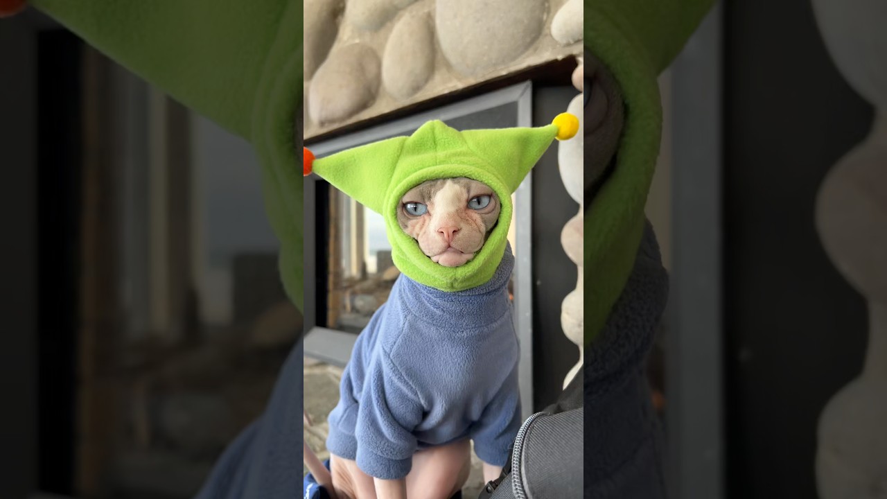 Marshall&rsquo;s Winter Gear ❄️ #sphynx #shorts #pets #cats #adventurecat