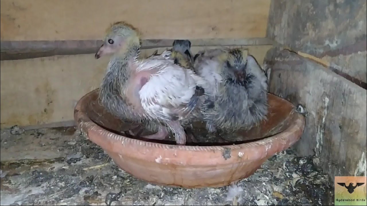 Kya Kabootar 3 Bacchy Pal Sakta Hai ? And Pigeons Progress in Urdu/Hindi.