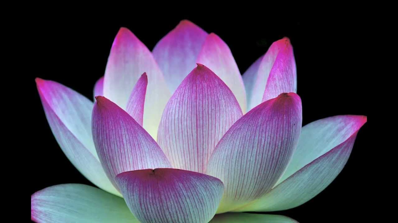 酔妃蓮 〜儚くも美しき四日間の奇跡〜 Beautiful lotus flower  蓮の花　癒しの風景