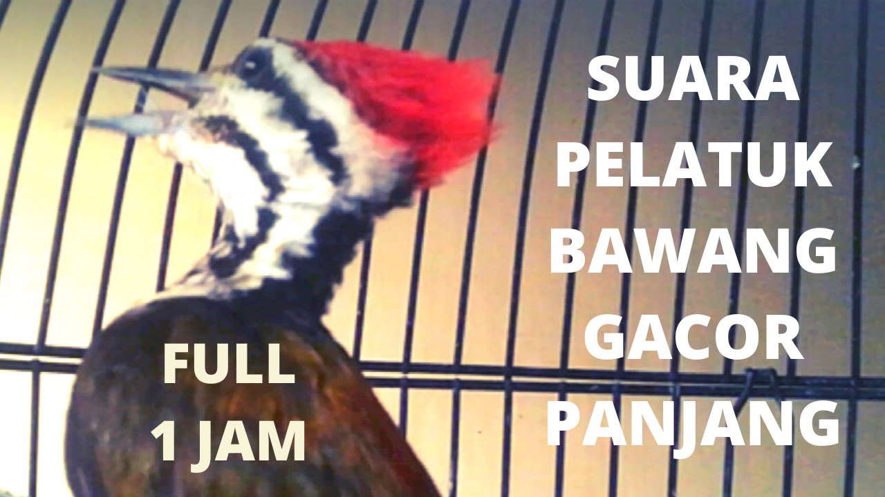 Suara pelatuk bawang gacor panjang//masteran burung pelatuk