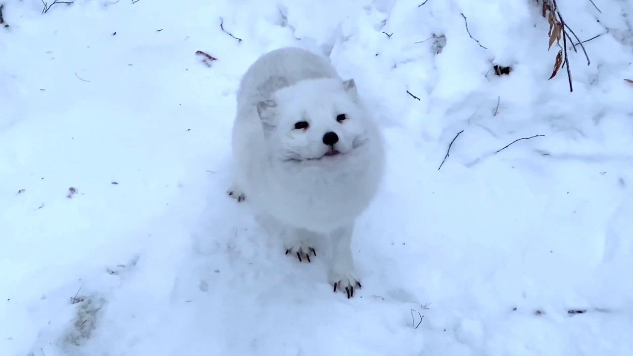 A Glimpse of the Arctic Fox | Ranua Wildlife Park (Zoo) | Lapland |Finland | Gulo Gulo Village