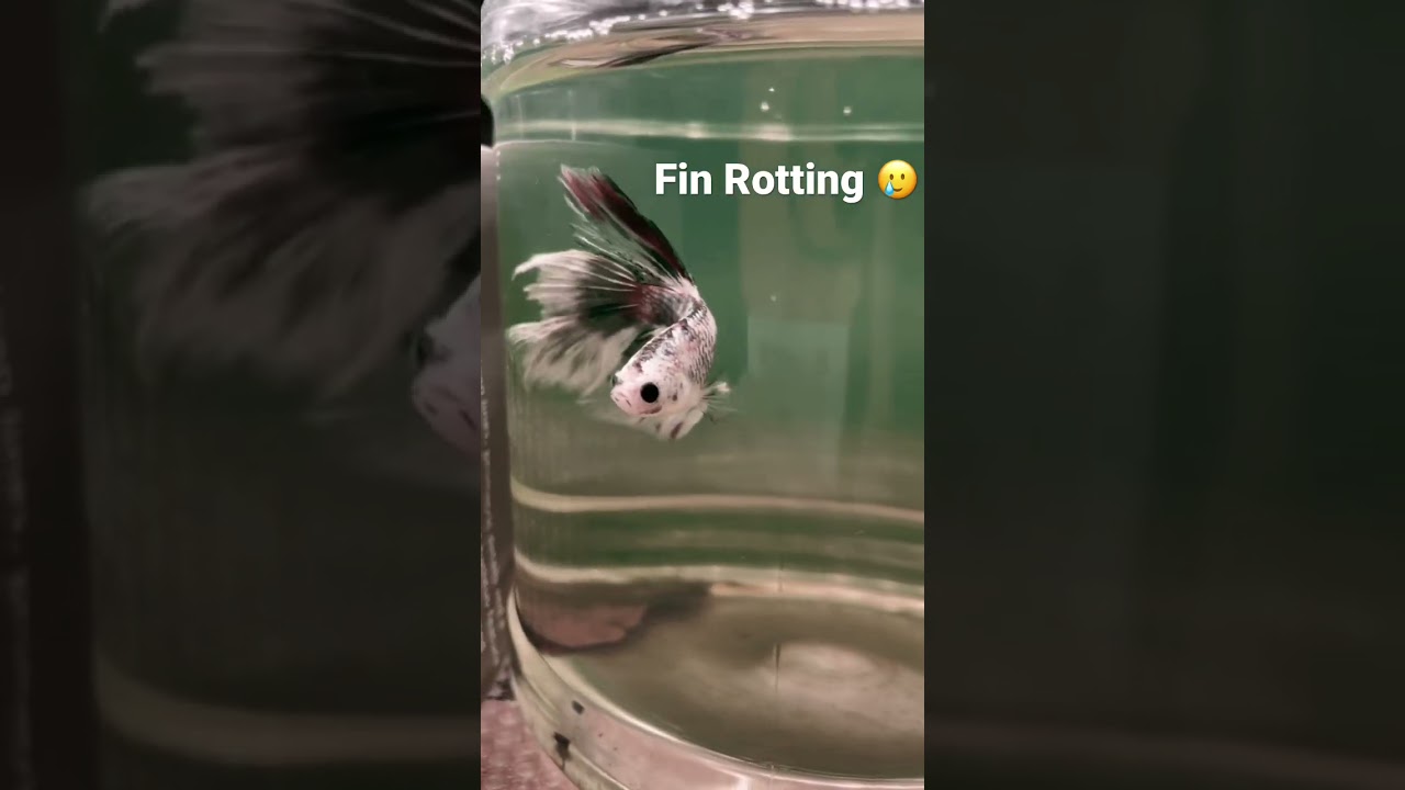 Half Moon Betta Fin Rot Symptom