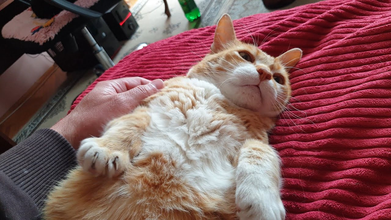 Moments When Cats are Really Lovely