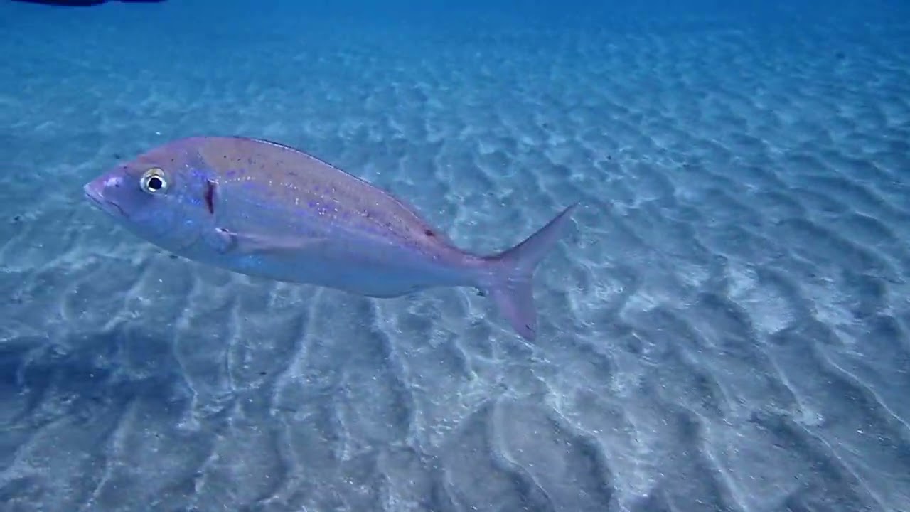 Breca - Pagellus erythrinus - En Tenerife