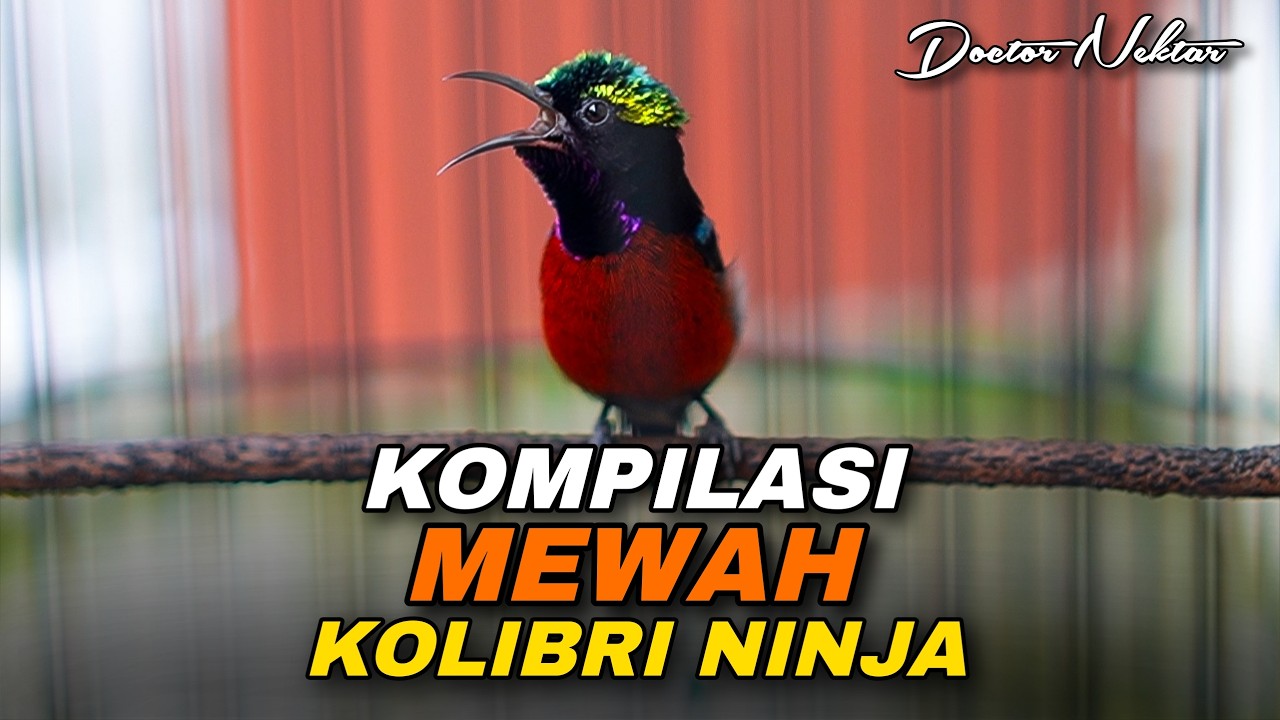 KOMPILASI MEWAH TEMBAKAN ONIN GACOR FULL ISIAN BREN PANJANG COCOK BUAT MASTERAN KOLIBRI NINJA PASTOL
