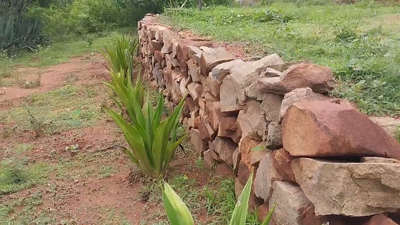 Muita chuva no sítio imburana 