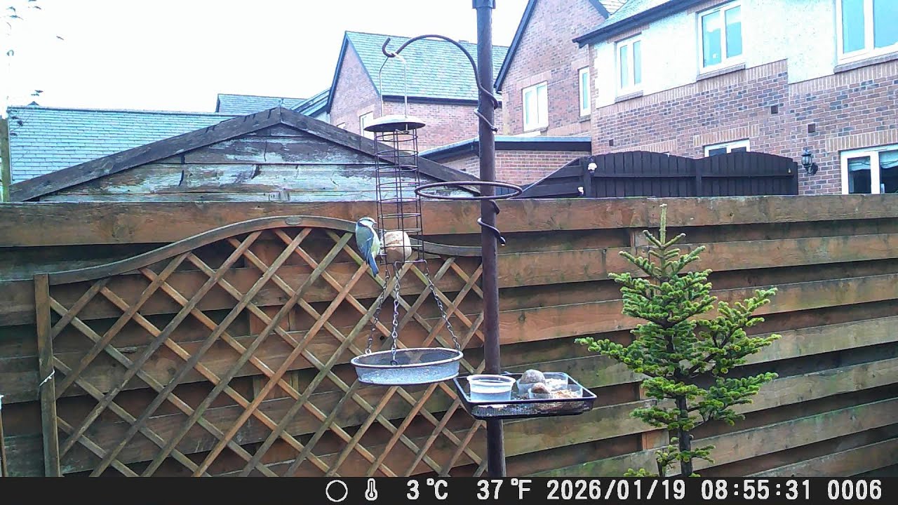 Garden Trail Camera 19th January 2026