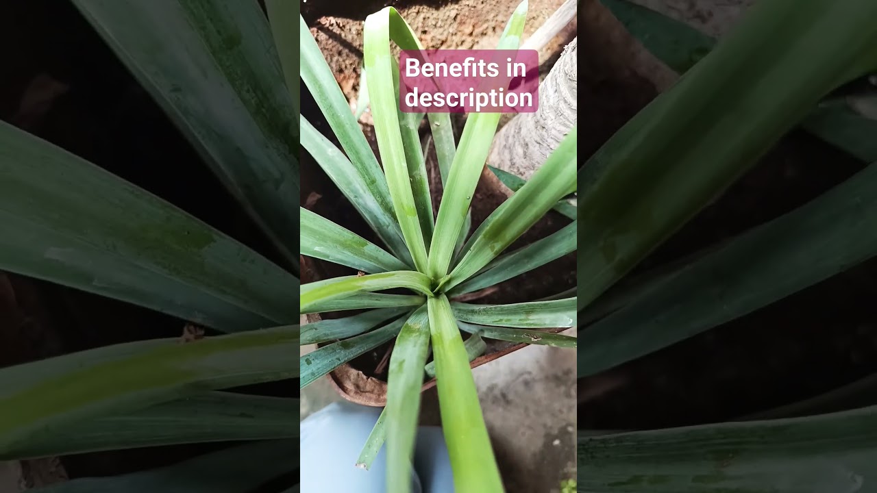 How Yucca Plants Became a Music Trend #trend #viral #follow