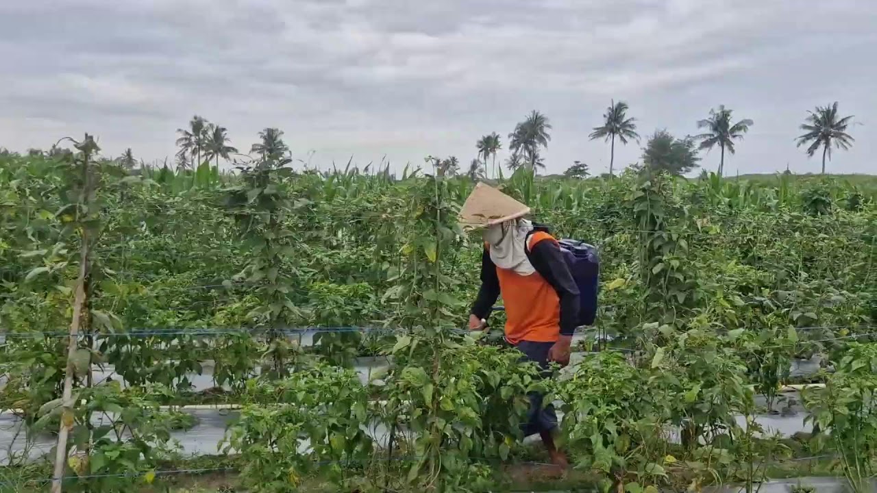 NO MESS, NO STRESS: FERTILIZING HACK EVERY FARMER MUST KNOW!-agriculture farming
