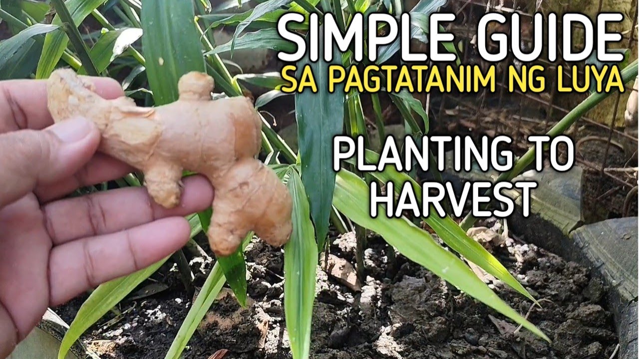Paano Magtanim ng LUYA | HOW TO PLANT GINGER