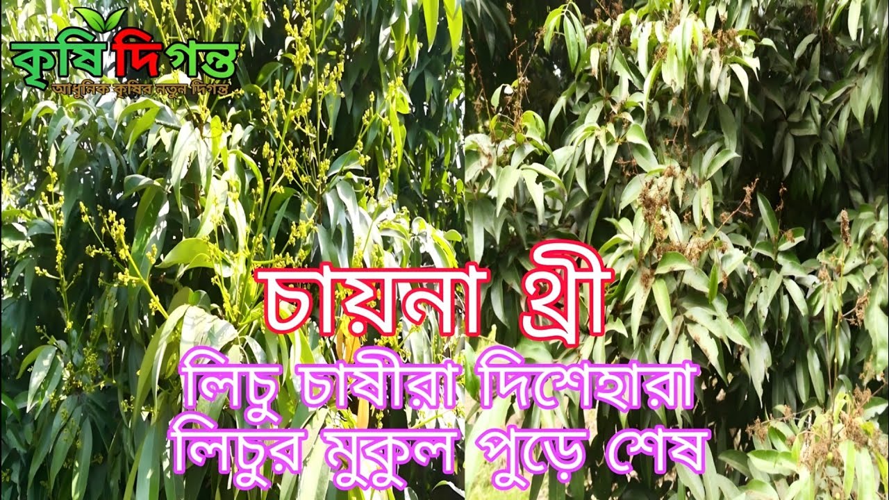 লিচু চাষীরা দিশেহারা লিচুর মুকুল পুড়ে শেষ! চায়না থ্রী লিচুর মুকুল পোড়ার কারণ ও করণীয় কৃষি দিগন্ত