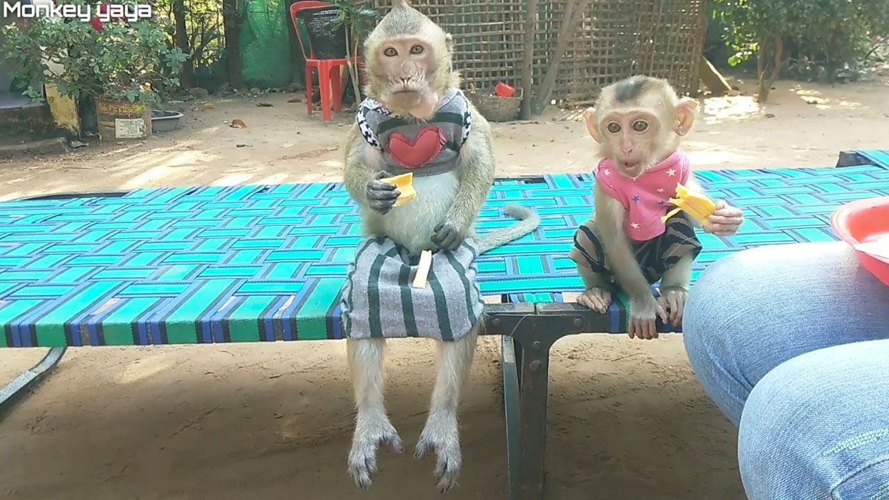Cute Shally Swinging Legs And Eating  Jackfruit