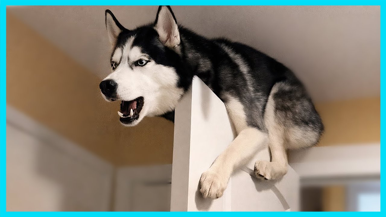 🐾 Dogs are the Queens of All Drama! 😂  Funny Dog and Human
