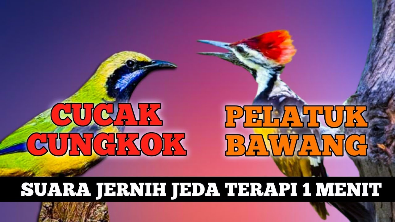 4 jam masteran kombinasi cucak cungkok dan pelatuk bawang suara jernih berjeda