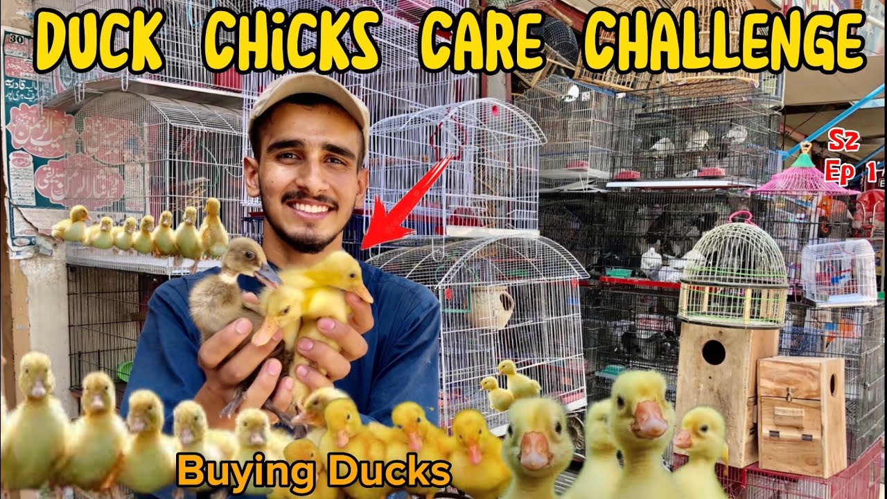 Buying Ducks | Duck Chicks Care Challenge | S2 Ep1 | Pak Birds