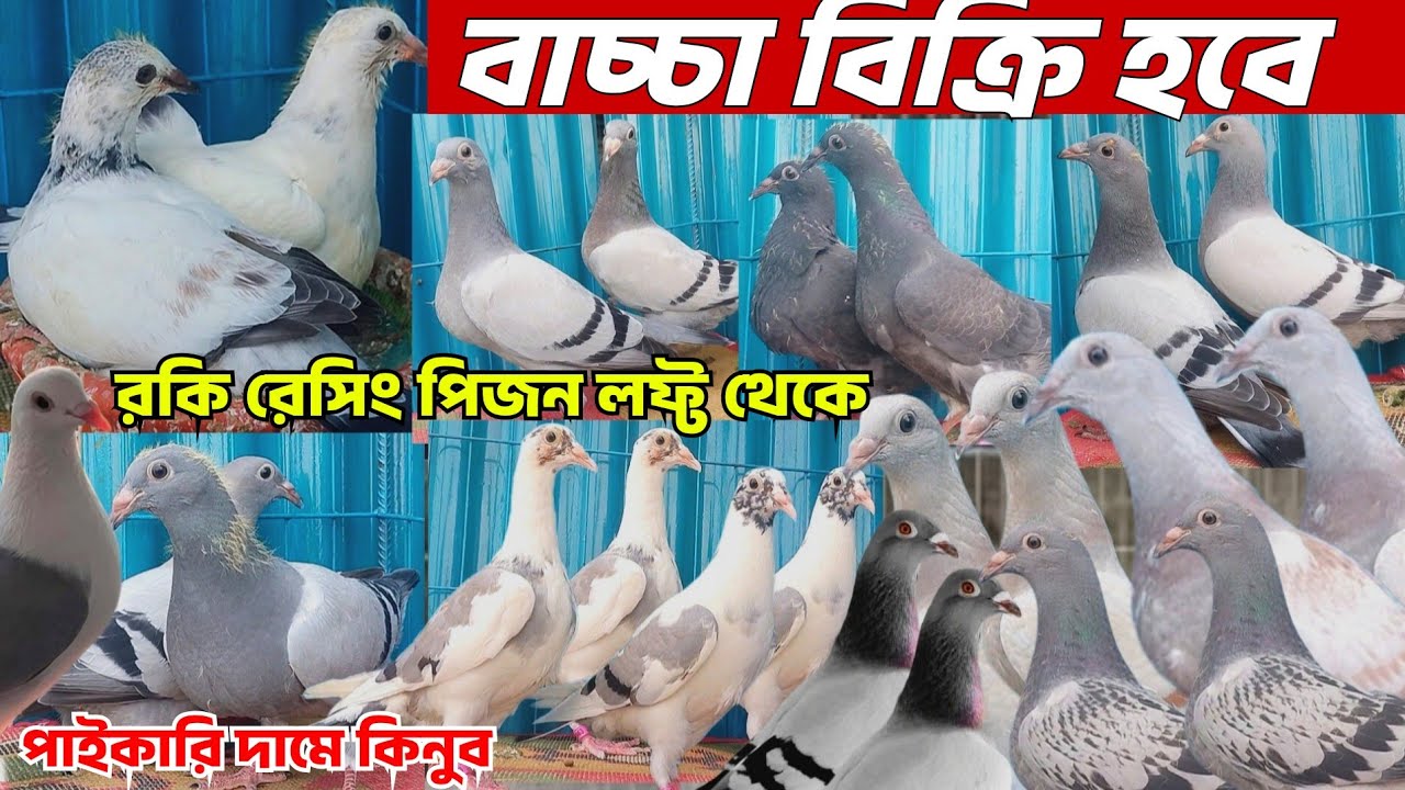রকি রেসিং পিজন লফ্টের রেসার কবুতর বাচ্চা বিক্রি হবে। বিভিন্ন ক্লাবের রেসকরা রেসার কবুতর বাচ্চা কিনুন
