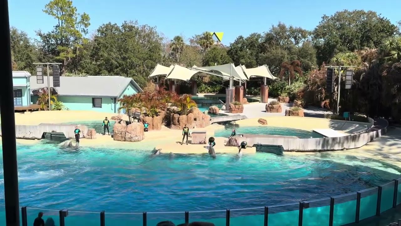 Fun Dolphin Show #seaworldorlando #travel #highlights #florida 