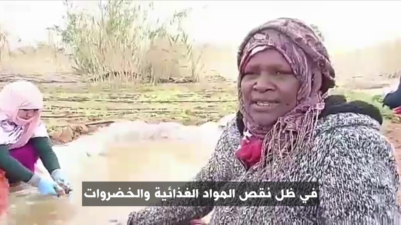 أنا الشاهد: الإنتاج الزراعي الذاتي بمخيمات اللاجئين الصحراويين