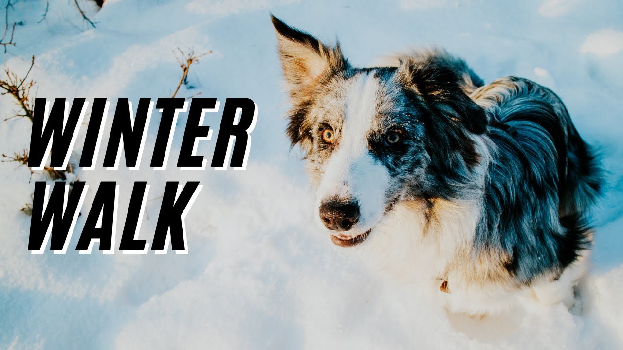 Winter walk with Border Collie