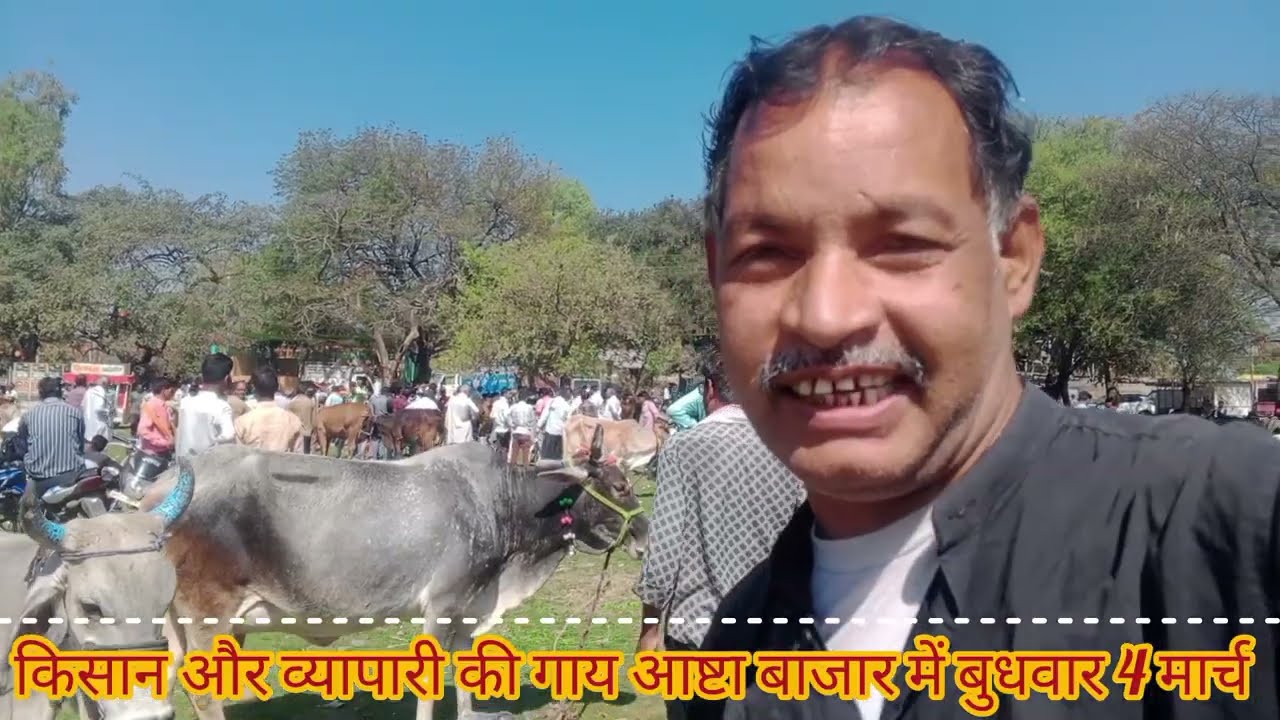 #किसान और #व्यापारी की #गाय #आष्टा बाजार 4 मार्च बुधवार 2026