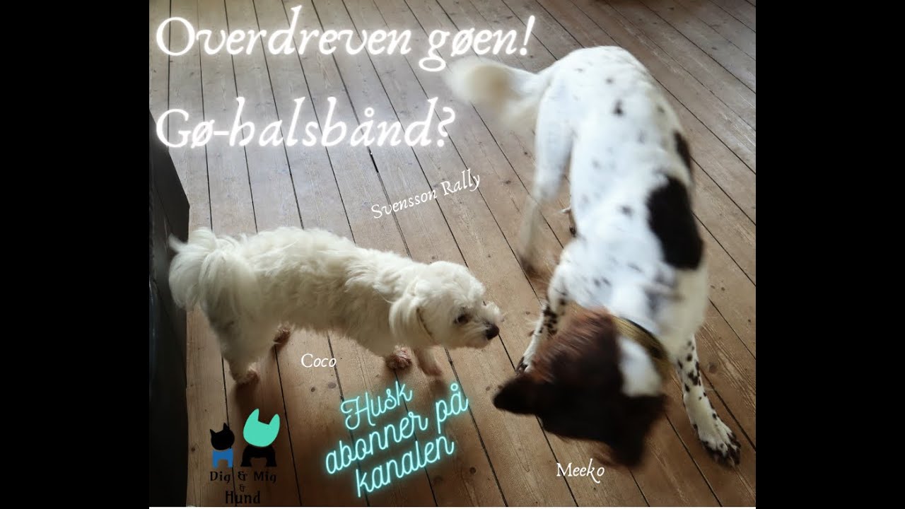 Overdreven gøen! Gø-halsbånd?