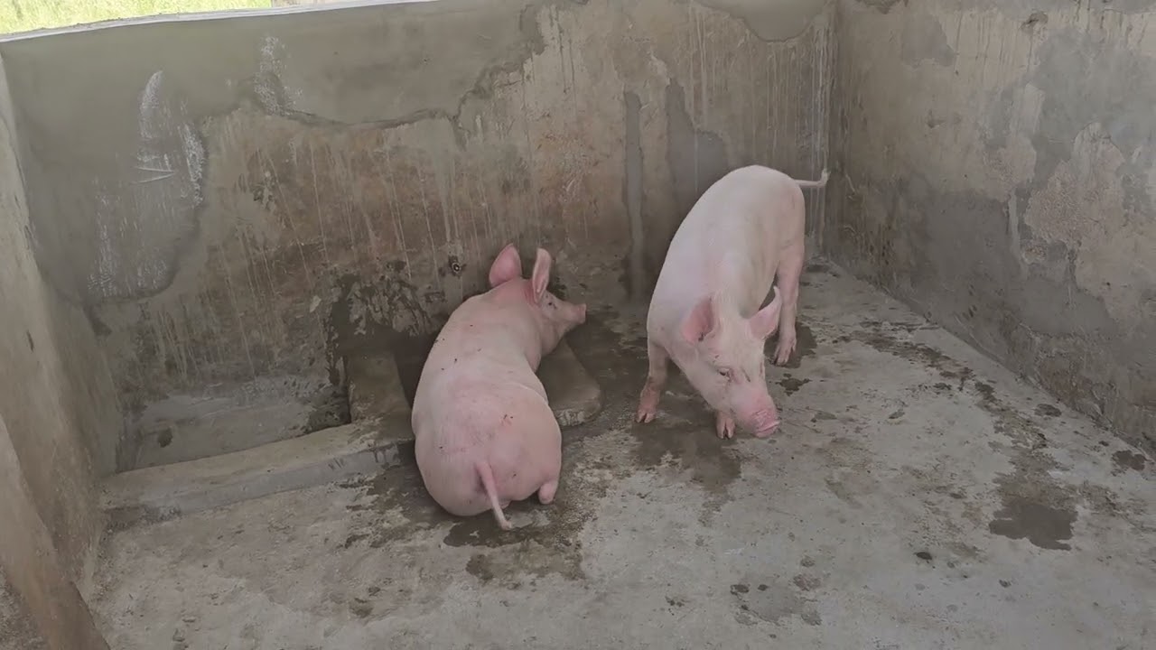 We Are Back with Our PIG 🐖  Project in 2026