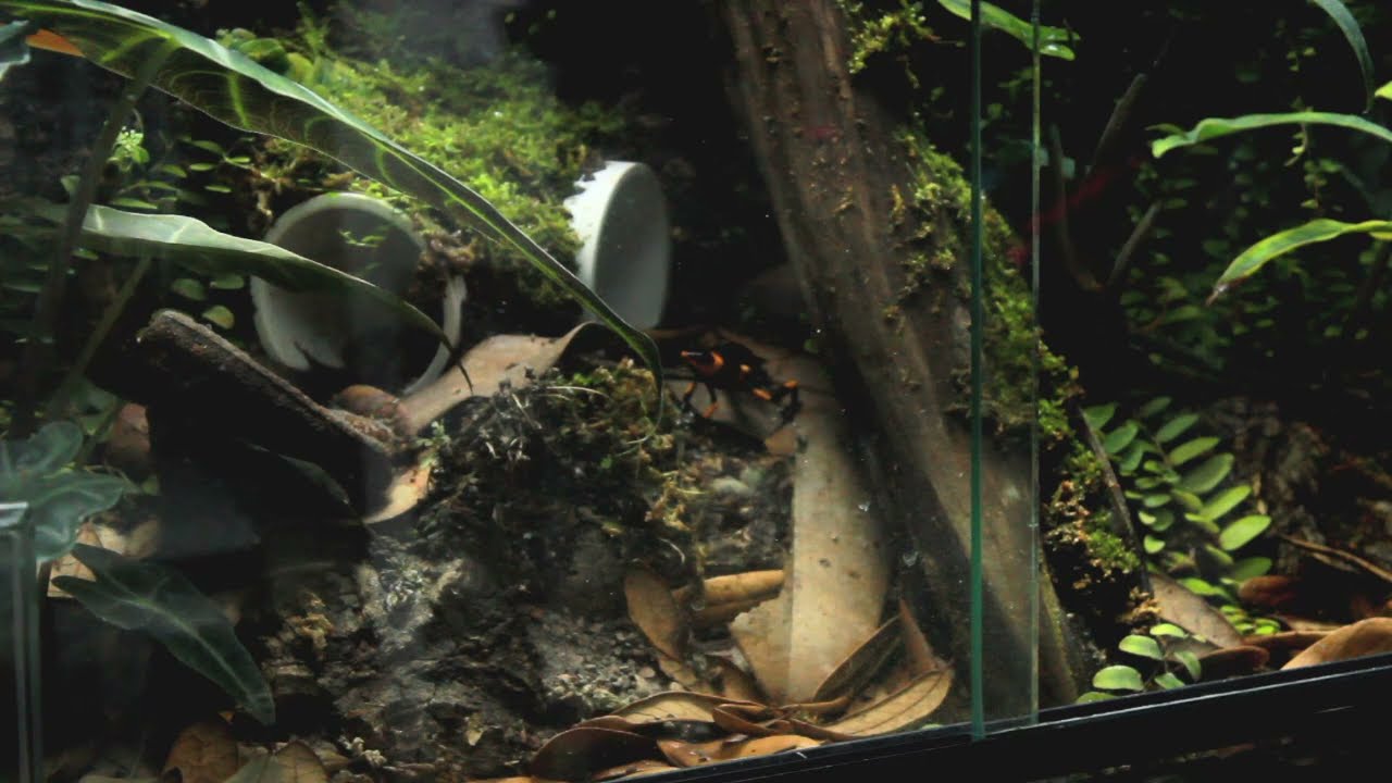 Oophaga Lehmanni Vivarium