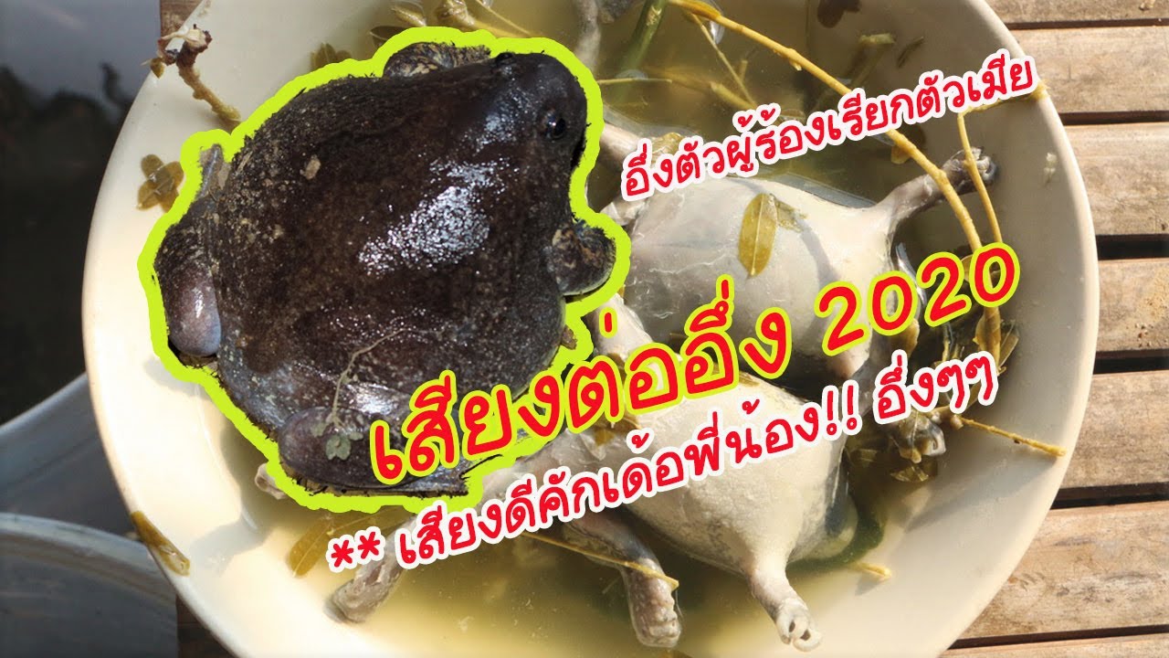 เสียงอึ่งตัวผู้ร้องเรียกตัวเมีย (เสียงต่ออึ่ง)2020