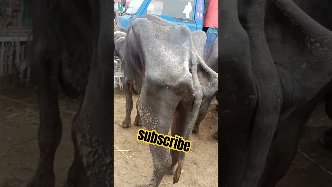 A very weak🤩buffalo cow Mandi Lahore /2024)