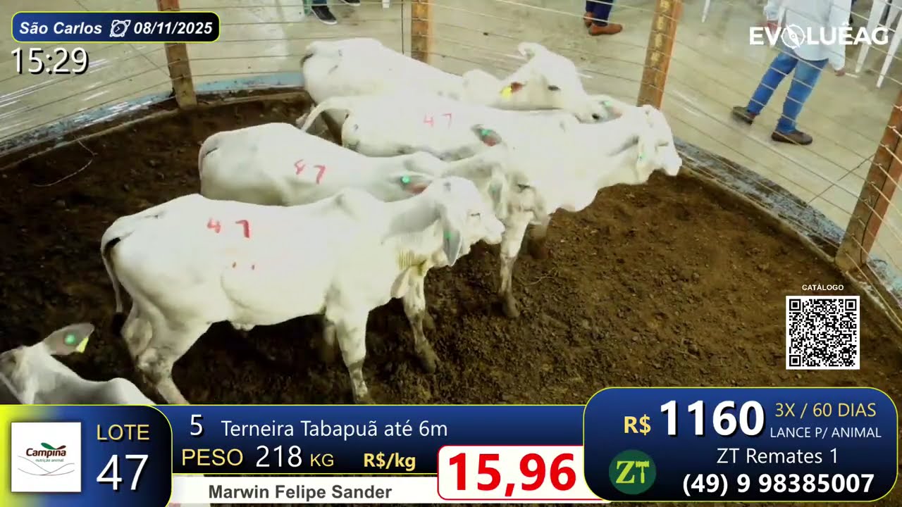 Lote 47 - S&atilde;o Carlos 08/11/2025 | Marwin Felipe Sander