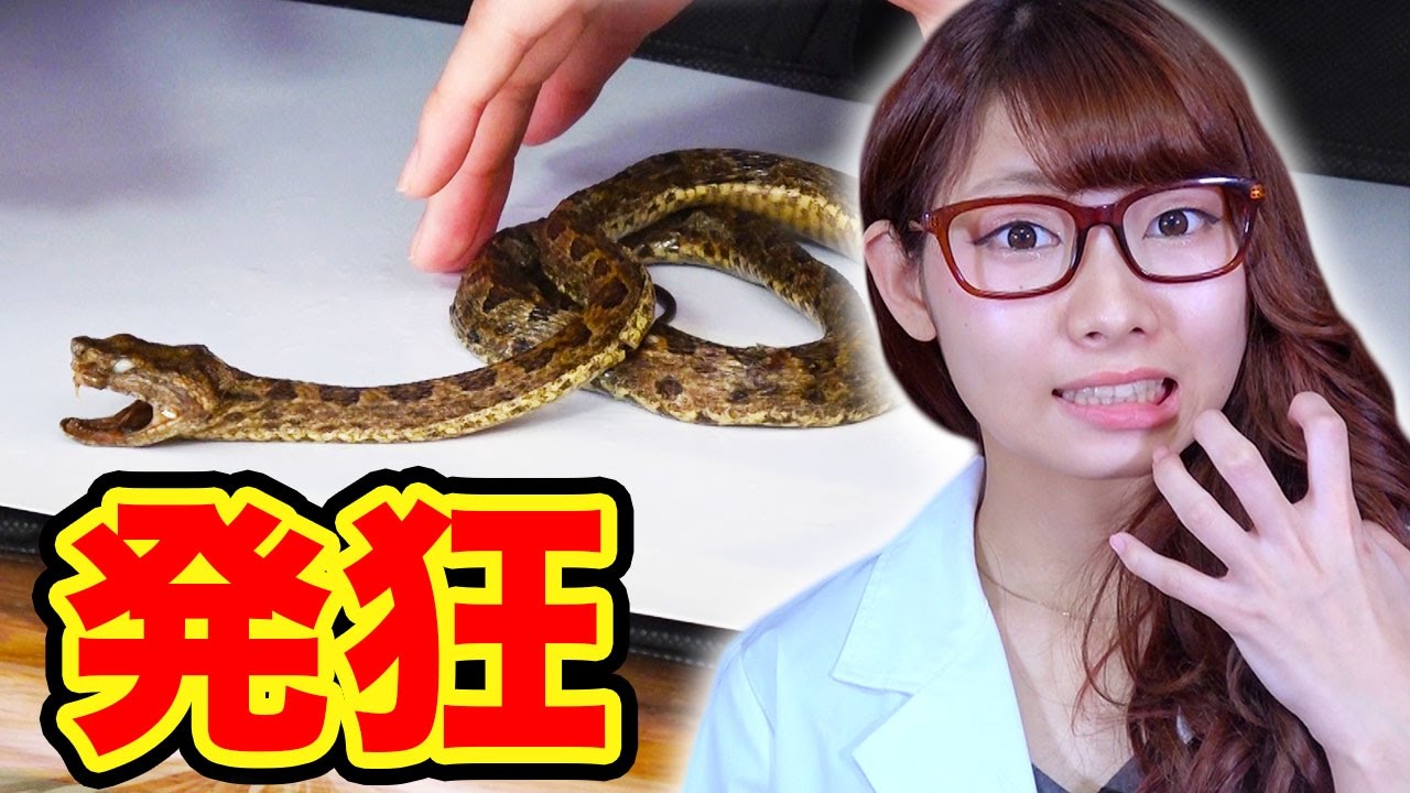 【実験】本物のハブ！箱の中身はなんだろな？やってみた！【恐怖】