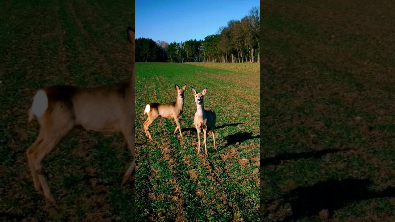 Sarny na polu szukają pożywienia. Niesamowite spotkanie. #animals #nature #wildanimals
