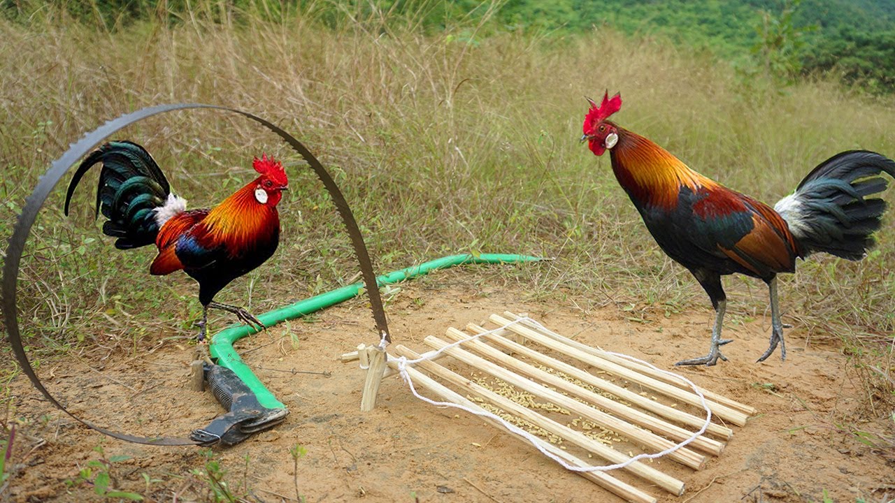 Simple Unique Wild Chicken Trap Technology Make From Hand Saw & Wood