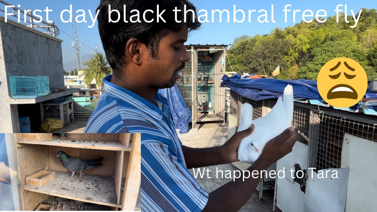 First day black thambral free fly #petsworld #pigeon #best #love