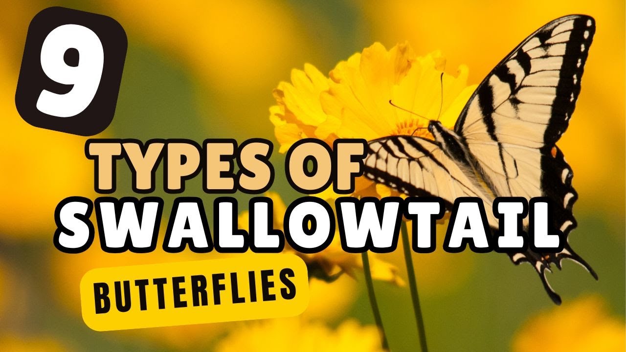 9 Types of Swallowtail Butterflies