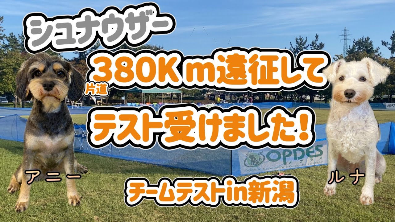 【シュナウザー】片道３８０Kmかけて、OPDESチームテストを受けてきました！ＴＴ１ってこんな感じ‼️