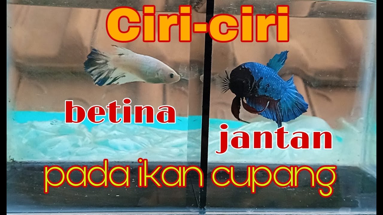 CARA MEMBEDAKAN IKAN CUPANG JANTAN DAN BETINA