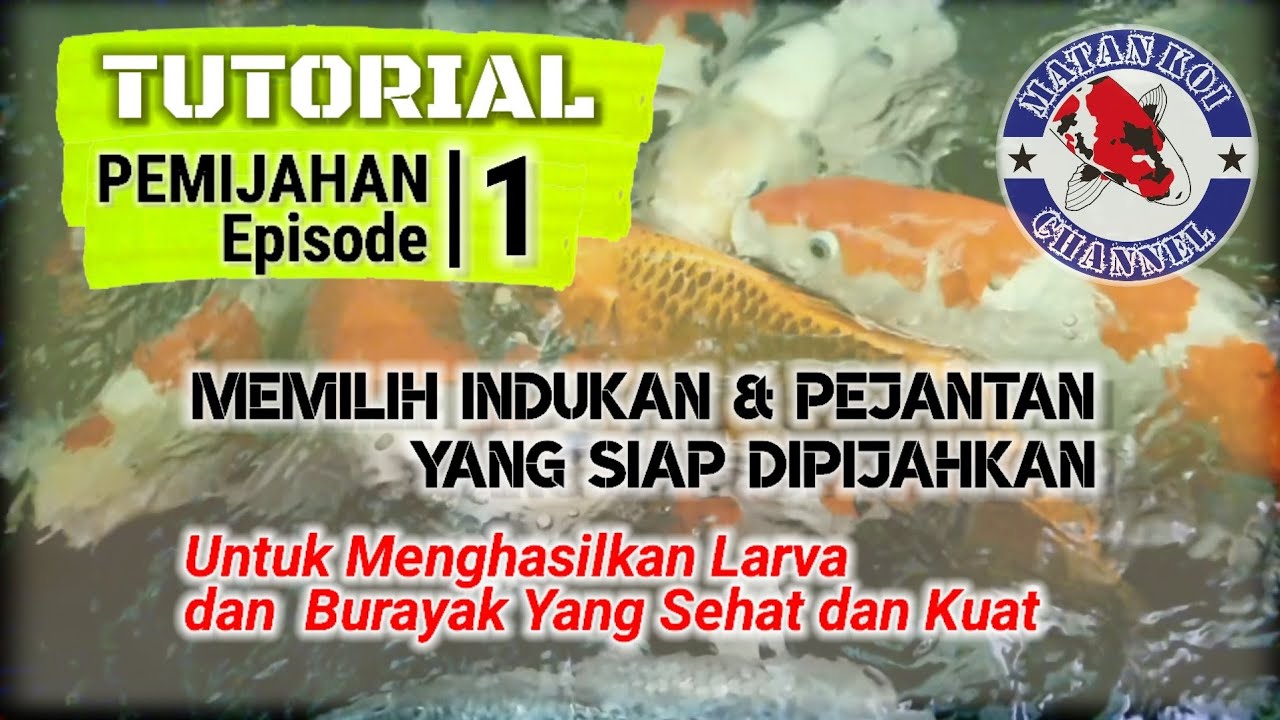 Tutorial : PEMIJAHAN Episode #1 (Memilih Indukan dan Pejantan Yang Siap Dipijahkan)
