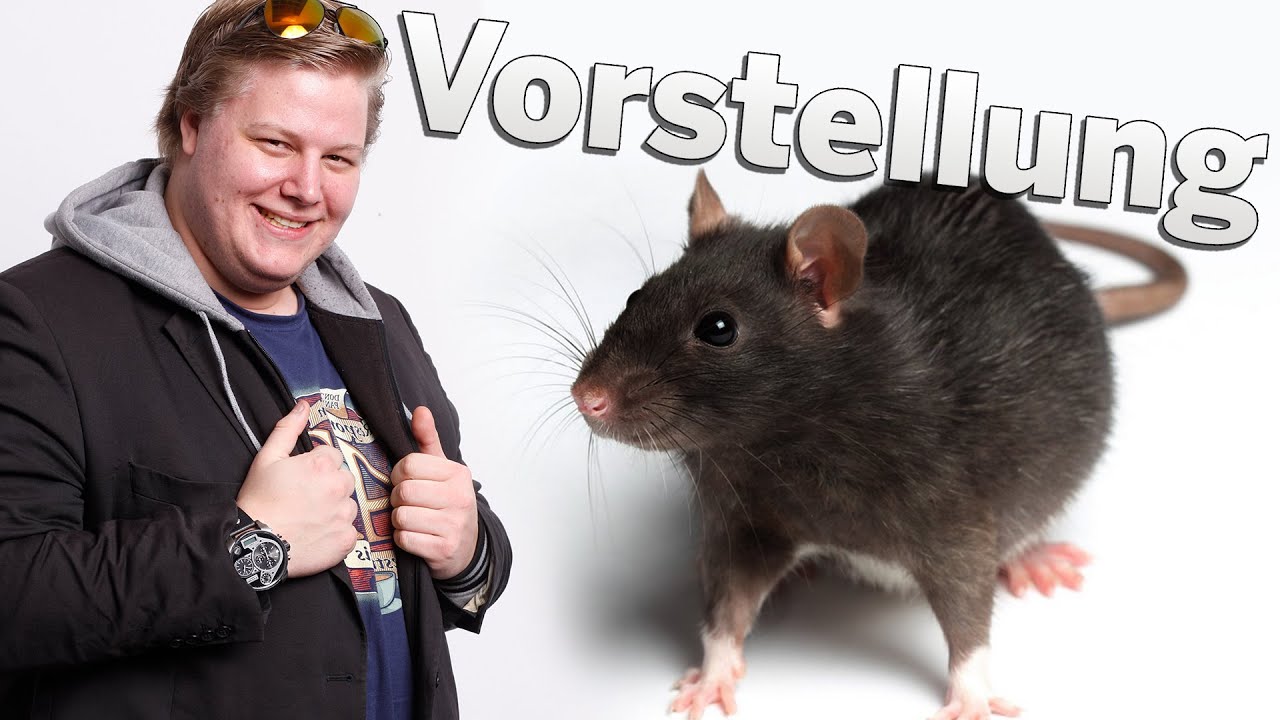 Die Ratten von Brammen!