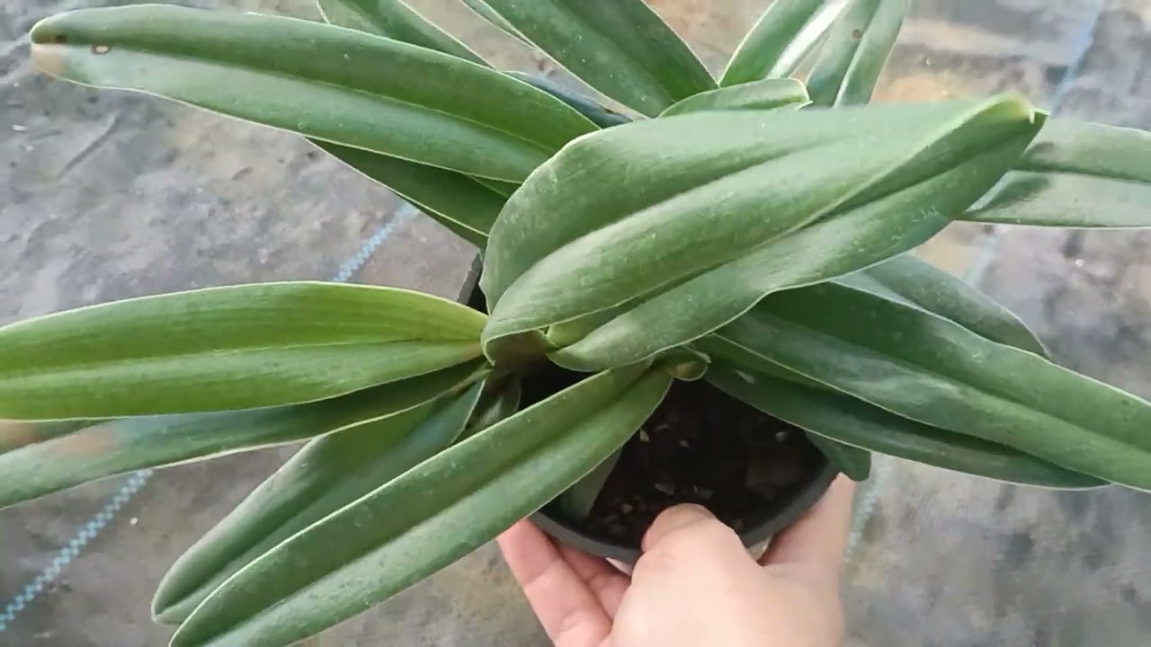 Hoa Lan Vui Phạm phiên ngày 28/12/2025. Các loại Lan Hài rừng Việt Nam. ĐT 0915146412