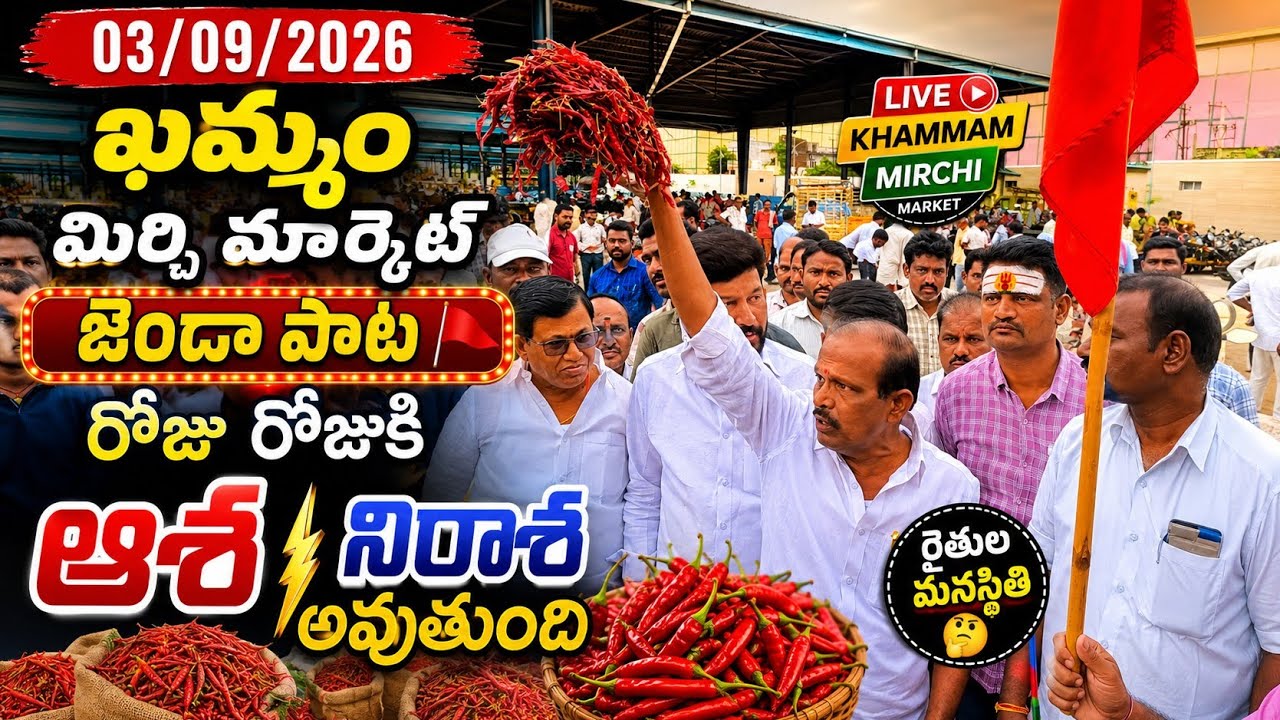 03/09/2026 khammam mirchi market price khammam mirchi market today #dharalu #mirchi#mirchiratetoday