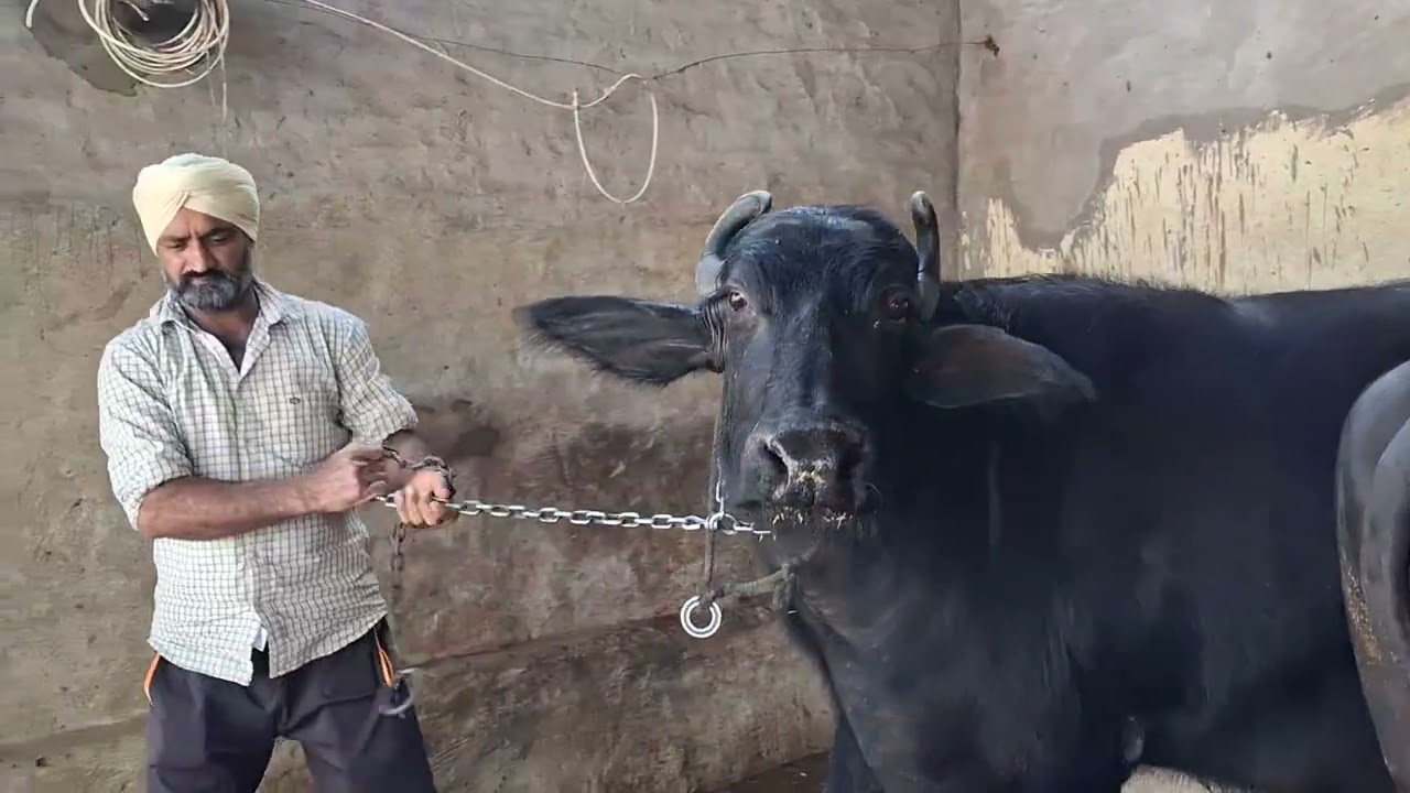 18 kg ਵਾਲੀ ਘਰੇਲੂ ਝੋਟੀ ਵਿਕਾਊ ਤੀਜਾ ਸੁਆ ਪਿੰਡ ਦੀਵਾਨੇ 8054664500