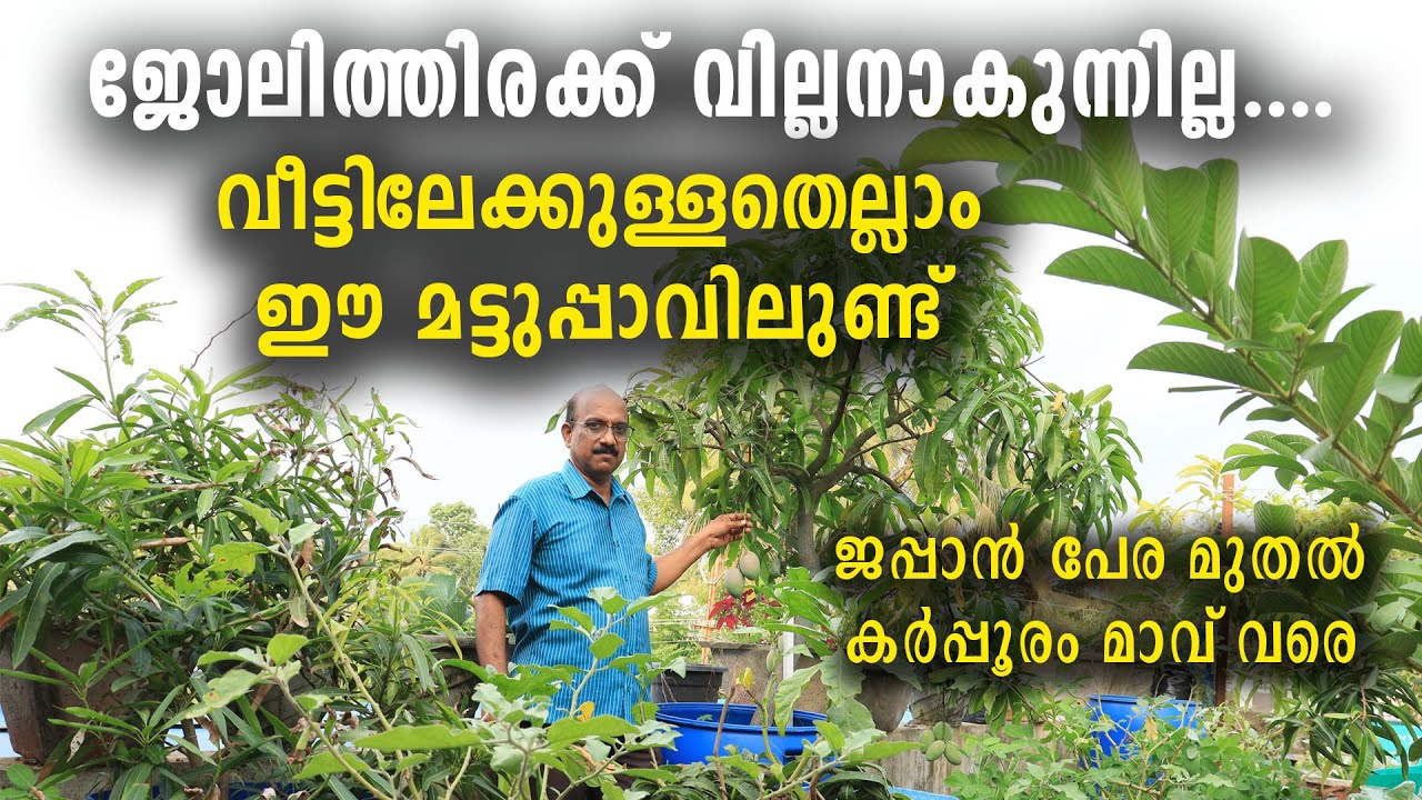 ജോലിത്തിരക്ക് വില്ലനാകുന്നില്ല | ഒരുതരി മണ്ണില്ല വീട്ടിലേക്കുള്ളതെല്ലാം ഈ മട്ടുപ്പാവിലുണ്ട്