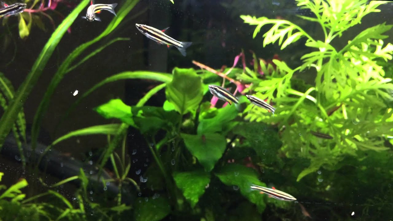 Dwarf Pencilfish (Nannostomus marginatus)